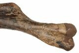 Fossil Hadrosaur (Edmontosaurus) Right Humerus - South Dakota #192629-1